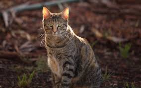 We did not find results for: Feral Cats In Australia Sentenced To Death By Sausage Live Science