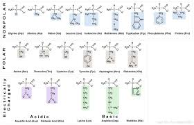 The Table Of Amino Acids Chemistry Macromolecules Biochemistry
