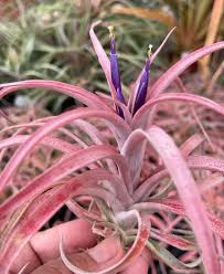 Image result for Trichilia capitata