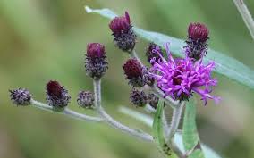 Image result for Vernonia turbinella