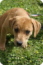 Our story on how to adopt a puppy began over 13 years ago when we visited a few backyard breeders for my 32nd birthday. 20 Puppies Ideas Puppies Puppy Adoption Kitten Adoption