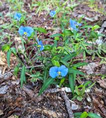 Image result for Commelinaceae