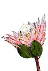 South African Fynbos Indigenous King Protea Flower Painting Protea Art South African Art Watercolor Flowers Paintings