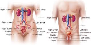 Symptoms of a urinary tract infection (uti) are similar in men, women, and children. Urinary Tract Infection Uti Symptoms Diagnosis Treatment Urology Care Foundation