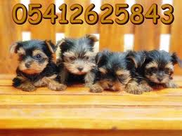 Satilik Yorkie Yorkshire Terrier Yorkshire Kopek