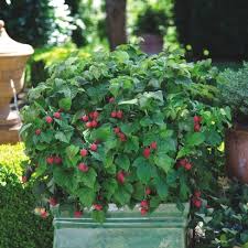 Plant size guide not sure what size to get? Bushel And Berry Raspberry Shortcakes 1pc Seasonal U S D A Hardiness Zones 4 9 National Plant Network 2 5qt Target