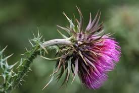 Check spelling or type a new query. Weeds Database Massey University