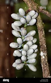 Image result for Gnetum