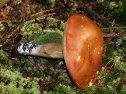 Image result for Xanthoconium sp.