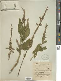 Image result for Asystasia hedbergii