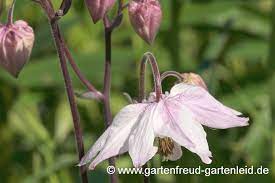 Check spelling or type a new query. Aquilegia Akelei Gartnern Mit Stauden