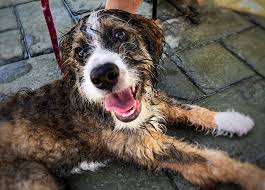 Maybe you would like to learn more about one of these? Bernedoodle Haircuts Hairstyle Pictures Tips And Grooming Advice
