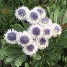 Image result for Scleria globonux