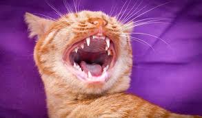 Kittens are born without visible teeth. When Do Cats Lose Their Baby Teeth Do Cat Deciduous Teeth Have To Be Removed Healthcare For Pets Cat Behavior Cats Feline