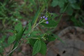 Image result for Bothriocline