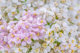 Yerba Mate Traditional Latinamerican Tea Yerba Mate Traditional Tea Popular In Ad Latinamerican Tea Popular Yerba Pink Yarrow Flower Images Flowers