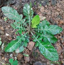 Image result for Elytraria