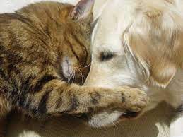 20 Cats And Dogs Hugging It Out Dogs Hugging Cat Cuddle Dog Friends