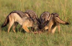 Biblical Beasts Jackal