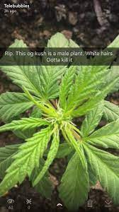 We did not find results for: What Do White Hairs Mean Grasscity Forums The 1 Marijuana Community Online