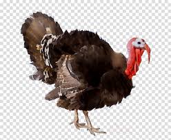 All png clipart pictures with transparent background are high quality, easy to use. Turkey Thanksgiving Cartoon Clipart Chicken Thanksgiving Bird Transparent Clip Art
