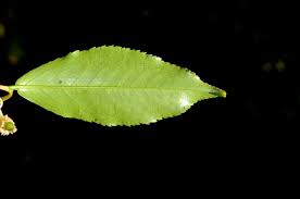 Image result for Aphloiaceae