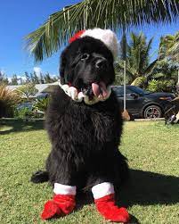 Credit Newfoundlandsdaily Credit Newfoundlandsdaily Weeklyfluff Ilovedogs Cutepetclub Newfoundland Dog Newfoundland Puppies Newfoundland Dog Puppy