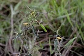 Image result for Aeschynomene leptophylla