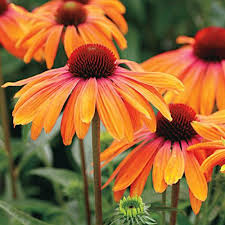 Debra Redding (debredding)