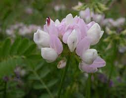 We did not find results for: Crown Vetch Control Missouri Department Of Conservation