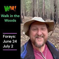 Morel Mushroom Hunting Tours available for June 10 & 11, 2023. California  Sierra Mountains, will meet in Pollock Pines at 9:45am both days. June 10:  https://walkinthewoods.wildapricot.org/event-5195021 June 11:  https://walkinthewoods.wildapricot.org ...