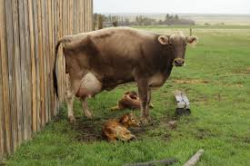 For most breeds, 283 days would be common. Signs Of Calving The Prairie Homestead