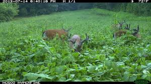 Encourage the growth of the grasses and plants that deer feed on with our selection of food plot seed and deer feed. The Best Summer Food Plots Mossy Oak