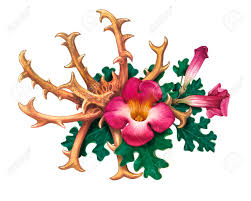 Image result for Harpagophytum procumbens