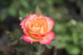 Image result for Rosa sp.