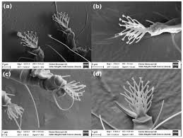 Image result for Colomerus vitis