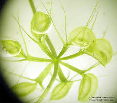 Image result for Aldrovanda vesiculosa
