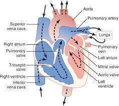 Blood flow through the heart chart. 1 Structure Of The Heart Blood Flow Through The Chambers And Heart Download Scientific Diagram