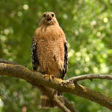 Check spelling or type a new query. Red Shouldered Hawk