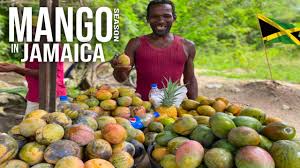 Mango Season In Jamaica The Ultimate Street Fruit (Mango Bush Picking &  Eating) - Youtube