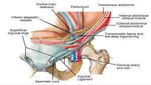 Several groin muscles are attached to the femur bone in the upper part of the leg. Chronic Groin Pain More Than Just Osteitis Pubis Newcastle Sports Medicine