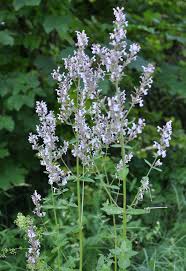 Image result for Syncolostemon linearis