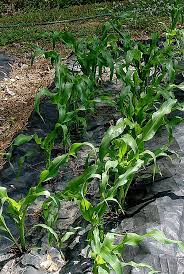 Check spelling or type a new query. How To Grow Plant Corn Corn Gardening