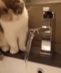 15 Funny Cat Gifs To Brighten Your Day Funny Cat Videos Funny Animal Videos Cat Gif