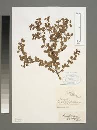 Image result for Synsepalum revolutum