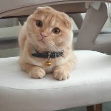 Kedi Sahiplenmek Istiyorum Ucretsiz Kedi Verenler 93426