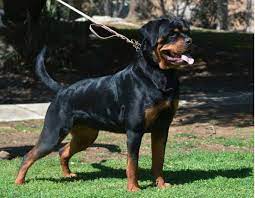 About The German Rottweiler A Love Of Rottweilers