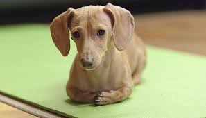 Bununla birlikte, tüm diğer evcil hayvanlar gibi, zamana ve onlara nasıl özen gösterileceğine dair araştırma yapılması zorunludur. Sukela List Adli Kullanicinin Bakimi Kolay Kopekler Panosundaki Pin Kopek Turleri Kopek Bakken