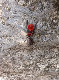 Diese schaden dem garten im regelfall jedoch nicht. Sind Feuerkafer Gar Gefahrlich Schadliches Insekt Oder Nutztier Bei Vielkleinvieh