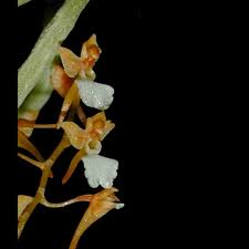 Image result for Microcoelia exilis